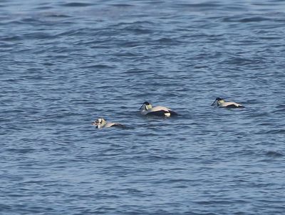 Brileider - Spectacled Eider