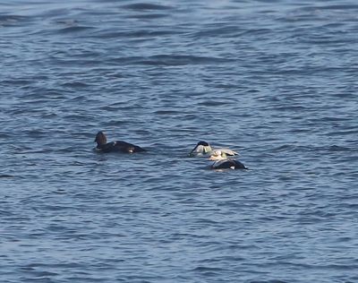 Brileider - Spectacled Eider