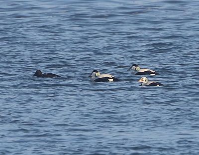 Brileider - Spectacled Eider