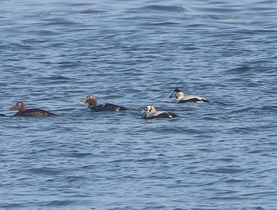 Brileider - Spectacled Eider