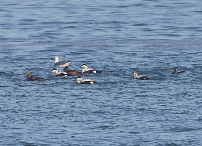 Brileider - Spectacled Eider