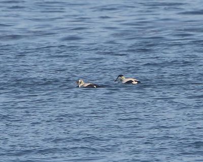 Brileider - Spectacled Eider