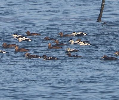 Brileider - Spectacled Eider