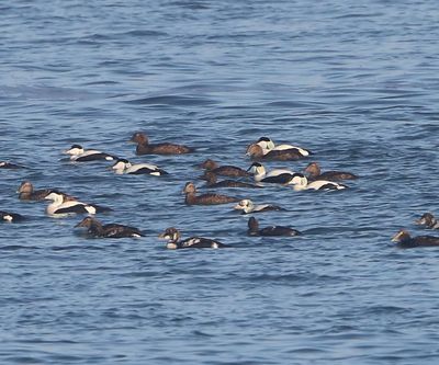 Brileider - Spectacled Eider