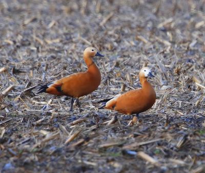 Casarca's - Ruddy Shelducks