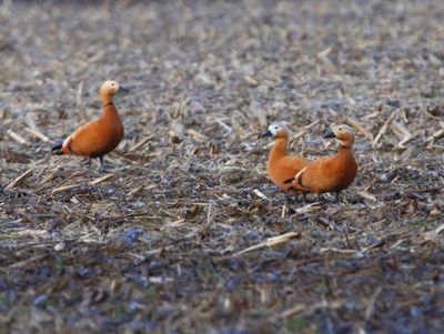 Casarca's - Ruddy Shelducks