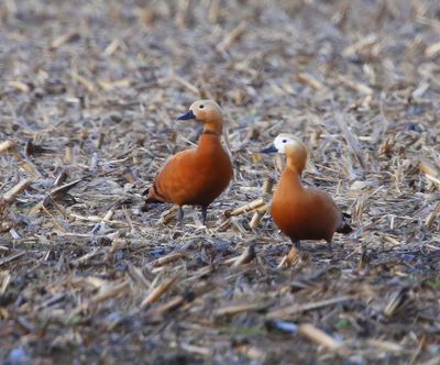 Casarca's - Ruddy Shelducks