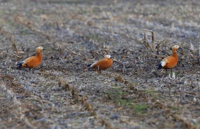 Casarca's - Ruddy Shelducks
