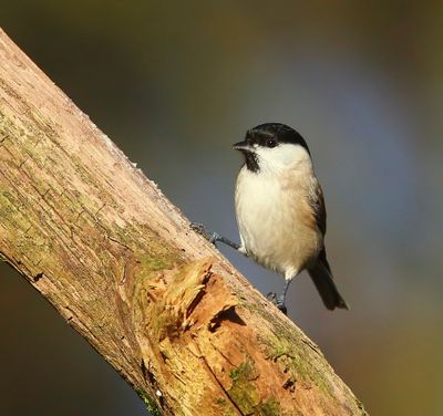 Glanskop - Marsh Tit