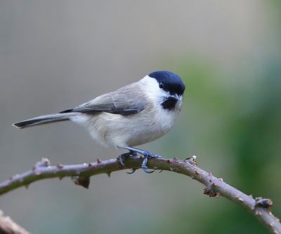 Glanskop - Marsh Tit