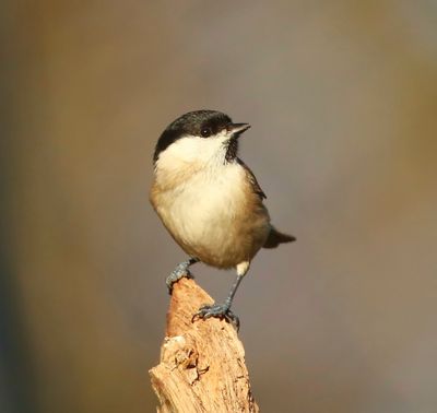 Glanskop - Marsh Tit