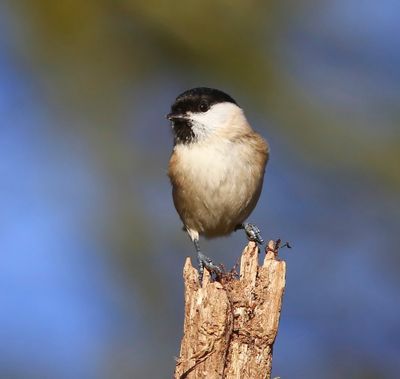 Glanskop - Marsh Tit