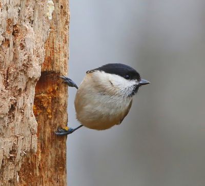 Glanskop - Marsh Tit