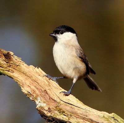 Glanskop - Marsh Tit