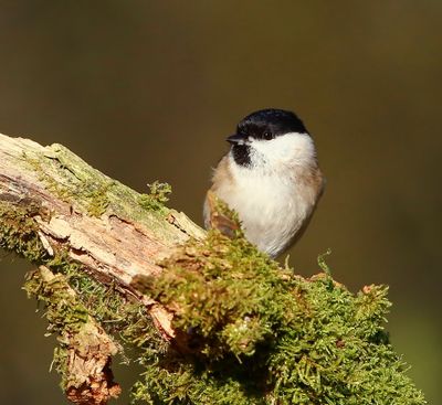 Glanskop - Marsh Tit