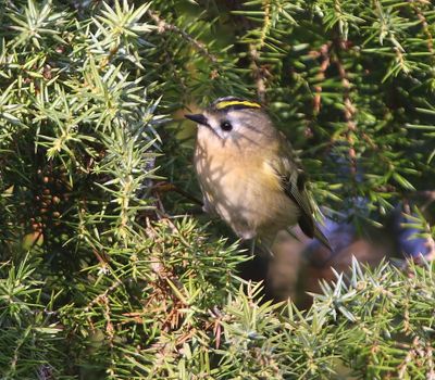 Goudhaan - Goldcrest
