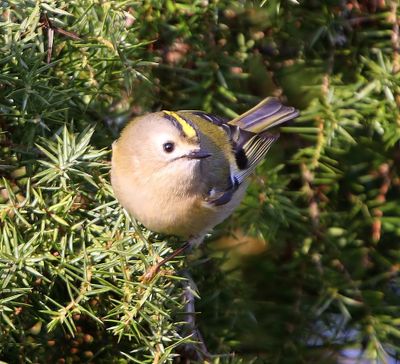 Goudhaan - Goldcrest