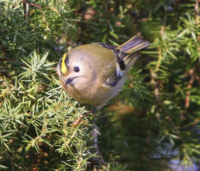 Goudhaan - Goldcrest