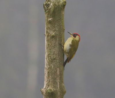 Groene Specht - European Green Woodpecker