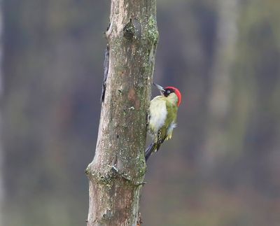 Groene Specht - European Green Woodpecker