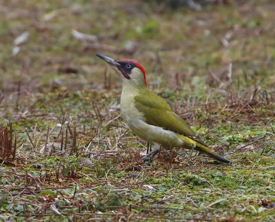 Groene Specht - European Green Woodpecker