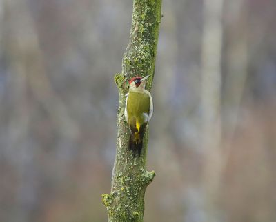 Groene Specht - European Green Woodpecker