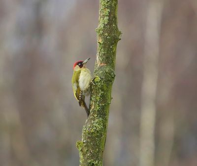 Groene Specht - European Green Woodpecker