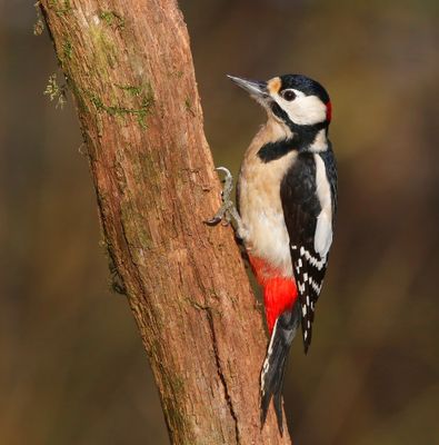 Grote Bonte Specht - Great Spotted Woodpecker