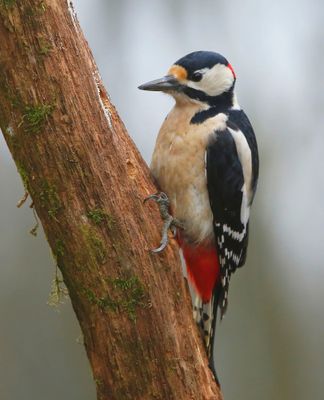 Grote Bonte Specht - Great Spotted Woodpecker