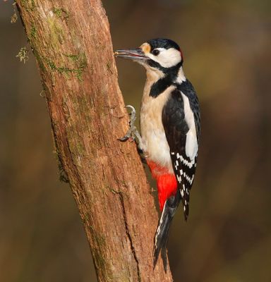 Grote Bonte Specht - Great Spotted Woodpecker