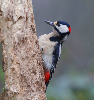Grote Bonte Specht - Great Spotted Woodpecker