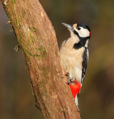 Grote Bonte Specht - Great Spotted Woodpecker