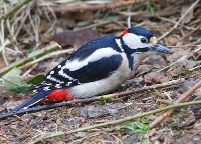 Grote Bonte Specht - Great Spotted Woodpecker