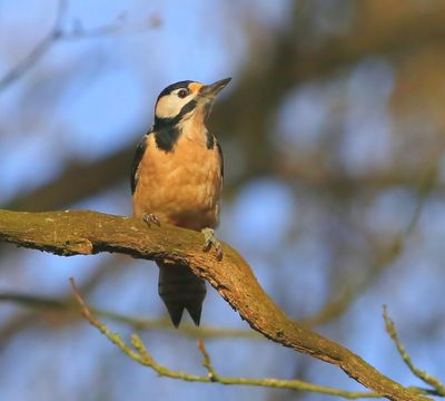 Grote Bonte Specht - Great Spotted Woodpecker