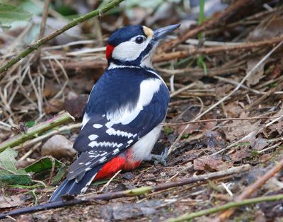 Grote Bonte Specht - Great Spotted Woodpecker