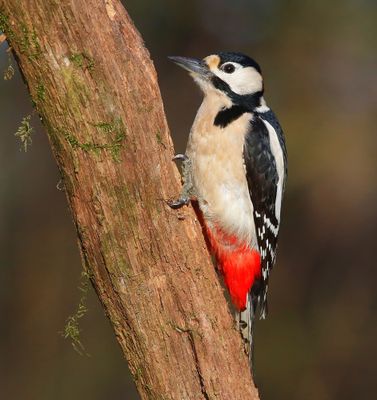 Grote Bonte Specht - Great Spotted Woodpecker