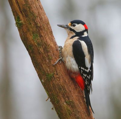 Grote Bonte Specht - Great Spotted Woodpecker