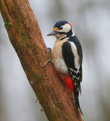 Grote Bonte Specht - Great Spotted Woodpecker