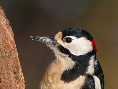 Grote Bonte Specht - Great Spotted Woodpecker