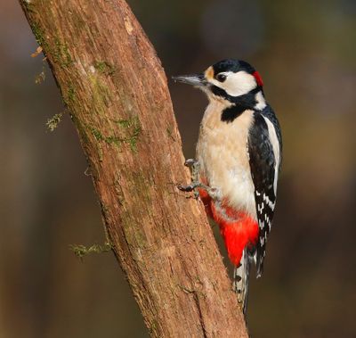 Grote Bonte Specht - Great Spotted Woodpecker
