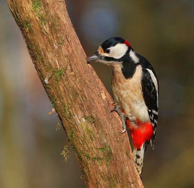 Grote Bonte Specht - Great Spotted Woodpecker