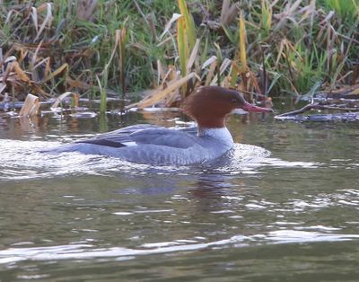 Grote Zaagbek - Common Merganser