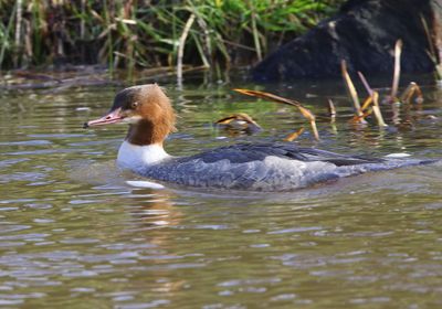 Grote Zaagbek - Common Merganser