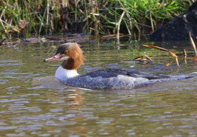 Grote Zaagbek - Common Merganser