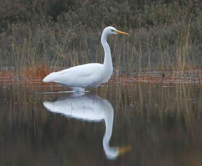 Grote Zilverreiger - Great Egret
