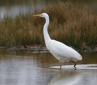 Grote Zilverreiger - Great Egret