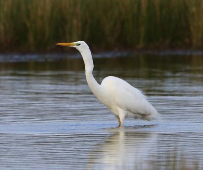 Grote Zilverreiger - Great Egret