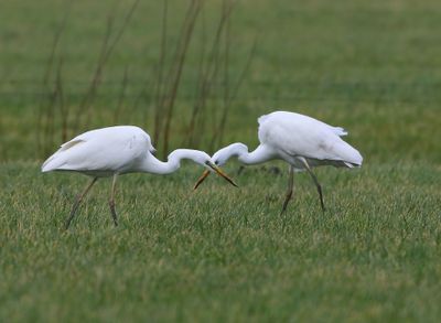 Grote Zilverreigers - Great Egrets