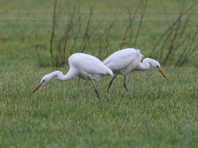 Grote Zilverreigers - Great Egrets