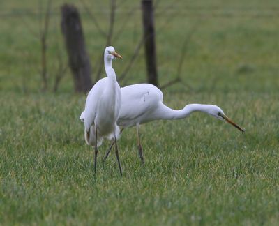 Grote Zilverreigers - Great Egrets